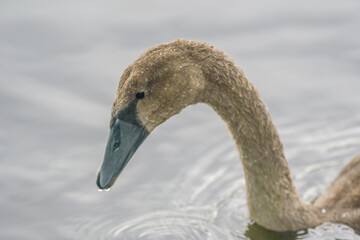 a Young swan swims elegantly on a pond