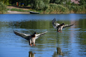 wild ducks swim on the river