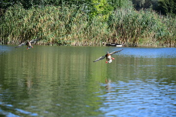 wild ducks swim on the river