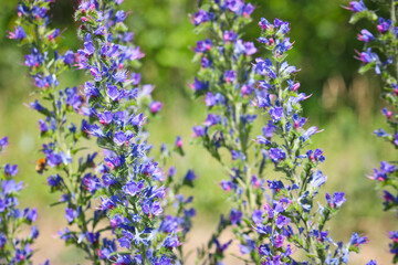 Blue melliferous flowers - Blueweed (Echium vulgare). Viper's bugloss is a medicinal plant. Macro.