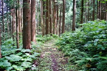 The trekking path in Japanese forest.