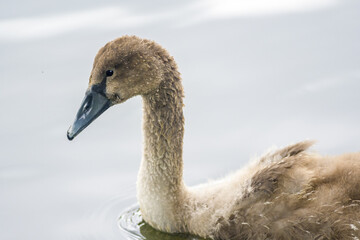 a Young swan swims elegantly on a pond