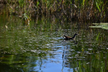 wild ducks swim on the river