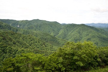 Fototapeta na wymiar Green forest in the mountains. The view of summer forest in Japan.