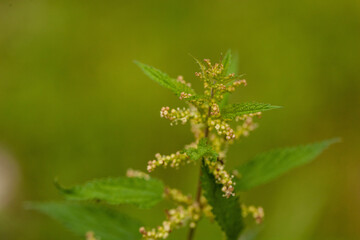 Plante