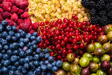 Gooseberries, blueberries, mulberry, raspberries, white and red currants.