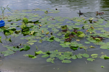 wild ducks swim on the river