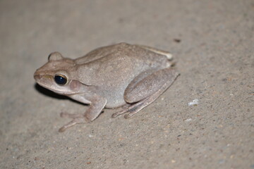 Tree  frog on ground waiting for prey 