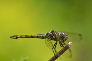 Golden brown dragonfly on shiny morning background