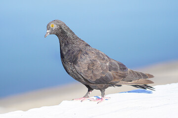 Pigeon was standing by the river.