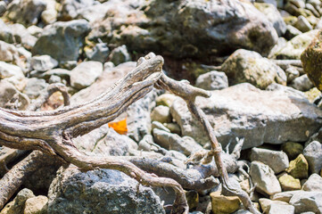root in stones