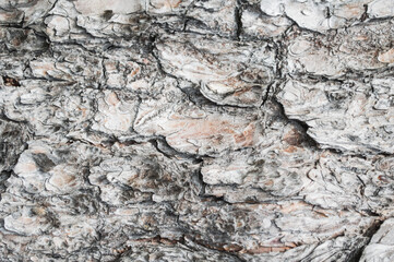 bark of a tree, tree bark texture