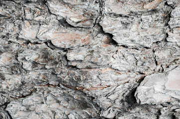 bark of a tree, tree bark texture
