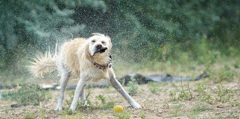nasser Hund schüttelt sich