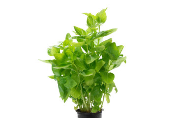 Basil in a pot isolated on white background.
