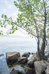 Obraz na płótnie Canvas tree in the water, tree on the rocks