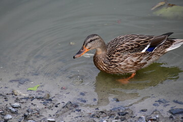 wild ducks swim on the river