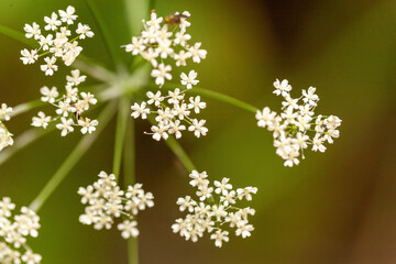 Plante