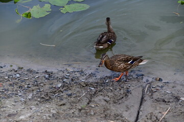 wild ducks swim on the river