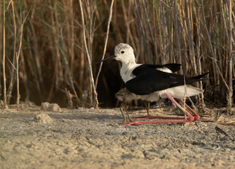 Black-winged Stilt safeguarding her chicks, bahrain