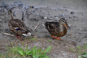 wild ducks swim on the river