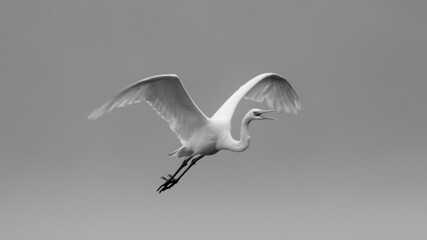 Reiher