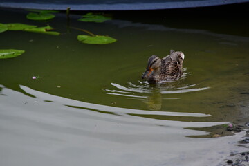 wild ducks swim on the river