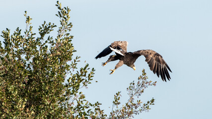 Seeadler
