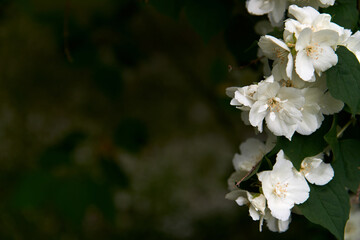 Close up of blooming jasmine bush in the garden. Nature concept. Copy space.