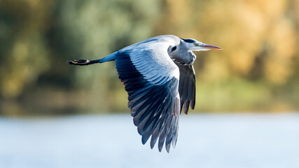 Reiher
