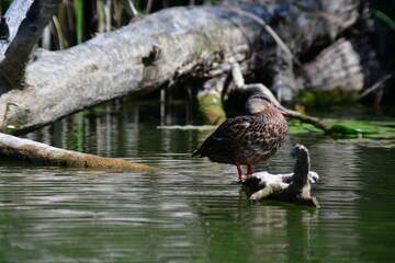 wild ducks swim on the river
