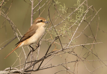 Red-tailed Shrike  perched on bush at Asker Marsh, Bahrain