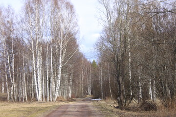 road in the forest