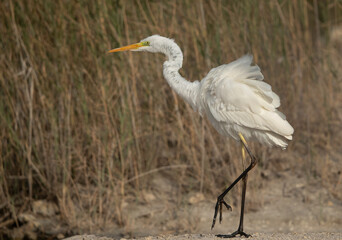 Great Egret at Asker Marsh, Bahrain