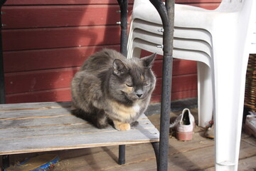 cat