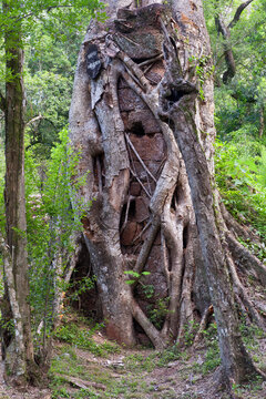 Fif Tree, Jesuit reduction Nuestra Senora de Loreto, Misiones Province, Argentina, South America.