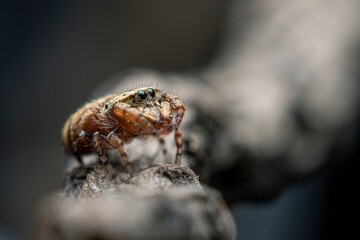 spider on the ground