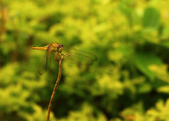 dragonfly on a stick with yellow and green background