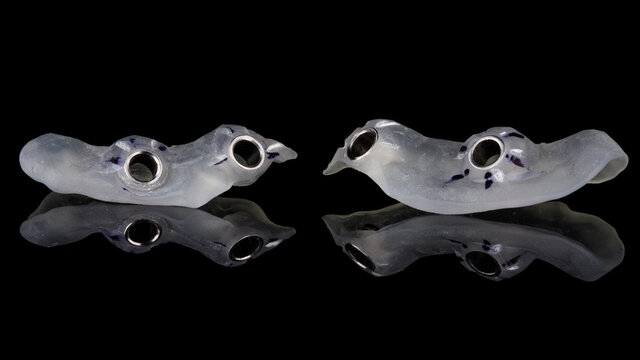 two mini templates for implantation of four dental implants