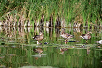 wild ducks swim on the river