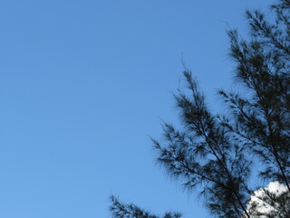 Pine tree branches against blue sky