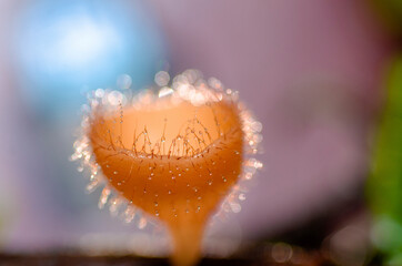 Close-up orange champagne mushroom with blurred patterned background