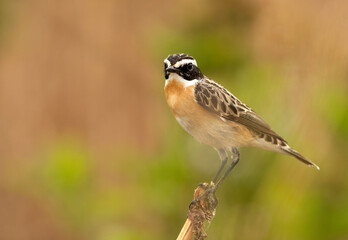 Whinchat on a wooden log, Bahrain