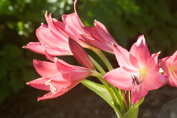 Fototapeta na wymiar Red Lily in the sunshine