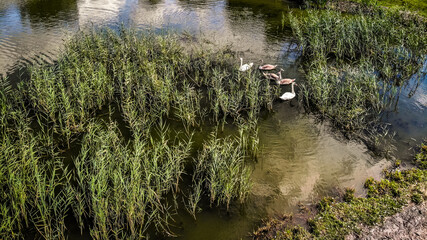 łabędzie z lotu ptaka, rodzina łabędzi na stawie © Franciszek