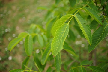 Young walnut tree with green foliage in the garden