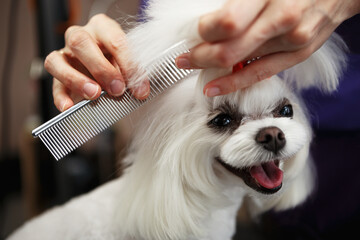 Portrait of cute white Maltese puppy being groomed in veterinarian clinic.Adortable toy dog in...