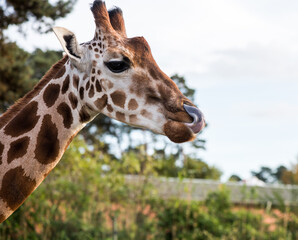 Giraffenzunge