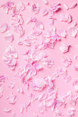 Obraz premium Pink background with peony petals. Top view. Floral print. Abstract blooming texture. Spring concept