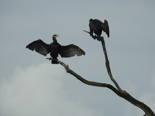 cormorants in a tree